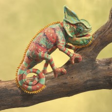 chameleon